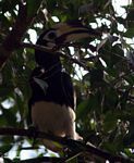 Pied hornbill in canopy tree