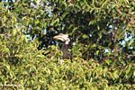 Pied hornbill in canopy
