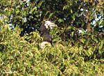 Pied hornbill at the top of a canopy tree