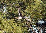 Pied hornbill in flight
