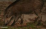 Wild boar in Malaysia