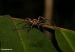 Forest spider in Malaysia