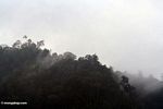 Steam rising from a forested ridge in the Malaysia jungle