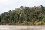 Tembeling River rain forest