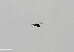 Oriental pied hornbill in flight
