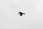 Oriental pied hornbill (Anthracoceros albirostris) in flight
