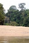 Soccer field on a rainforest beach