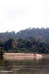 Rainforest along the Tembeling River