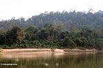 Rainforest along the Tembeling River