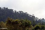 Rainforest on ridge