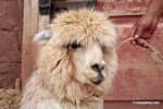 Alpaca in the Andes