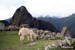 Llama eating grass at Machu Picchu
