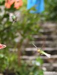 Hummingbirds on bird feeder