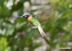 Coeligena (inca) torquata hummingbird in flight