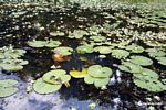 Bladderwort aquatic plant and water lilies growing in natural habitat