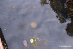 Bladderwort aquatic plant and water lilies growing in natural habitat