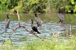Four Neotropic cormorants (Phalacrocorax olivaceus) on tree branch