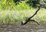Giant river otter (Pteronura brasiliensis)