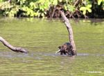 Giant river otter eating a fish in the Amazon