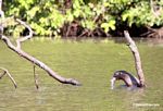 Giant river otter eating a fish in the Amazon