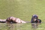 Pair of giant river otters