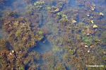 Bladderwort aquatic plant growing in natural habitat