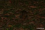 Agouti in forest clearing