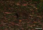 Agouti in forest clearing