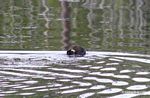 Giant River Otter feeding on fish