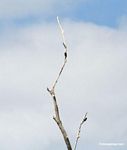 Woodpeckers on dead tree