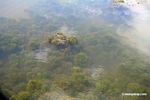 Amazon foxtail, aquatic plant, in its natural habitat