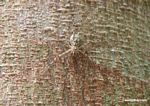 Camouflaged spider on tree trunk