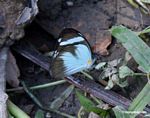 Unknown butterfly with black and light blue outer wings