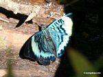 Panacea prola butterfly, wings open