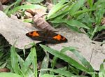 Unknown butterfly with light and dark brown patterned wings and orange on the upper wing