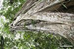Strangler fig tree, view from forest floor to canopy