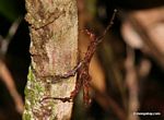 Reddish-brown stick insect