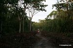 Path cleared for future development on forest island in the Rio Tambopata