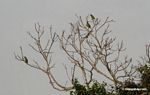 Parrots in tree