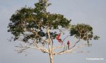 Red-and-green macaws