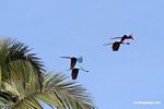 Red-and-green macaws (Ara chloroptera) in flight