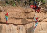 Red-and-green macaws (Ara chloroptera)