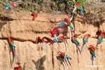 Red-and-green macaws (Ara chloroptera)