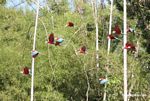 Red-and-green macaws in flight above clay lick