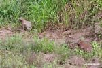 Pair of Capybara, one of which is covered in mud