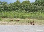 Family of Caprbara leaving the Tambopata river