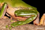 Monkey frog (Phyllomedusa bicolor) hindlegs