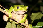 Monkey frog (Phyllomedusa bicolor)