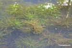 Bladderwort growing as aquatic plant in an Oxbow lake in the Peruvian Amazon