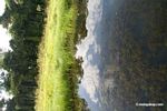Bladderwort growing near grassy reeds in an Oxbow lake in the Peruvian Amazon